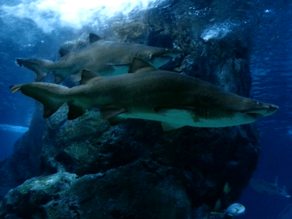 SHARKS!